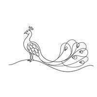 Peacock bird continuous line art flat illustration on white background vector