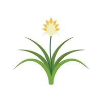 Monkey Grass flower isolated flat illustration on white background vector