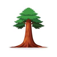 Giant Sequoia tree isolated flat illustration on white background vector