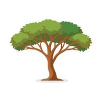 Honey Mesquite tree isolated flat illustration on white background vector