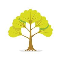Ginkgo tree isolated flat illustration on white background. vector