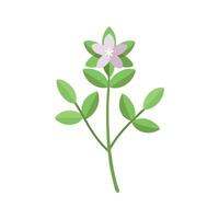 Thyme Flower flower isolated flat illustration on white background. vector