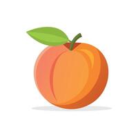 Peach fruit flat illustration on white background. vector