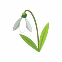 Snowdrop Flower flower isolated flat illustration on white background vector