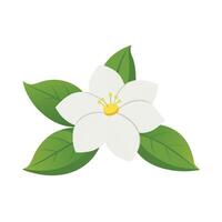 Mock Orange flower isolated flat illustration on white background vector