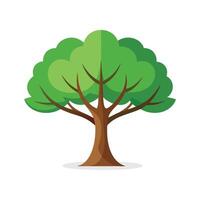 Tree of Heaven tree isolated flat illustration on white background. vector