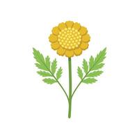 Tansy flower isolated flat illustration on white background vector