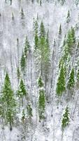 Winter snow covered white ground of pine tree forest. Clip. Beauty of frozen nature. video