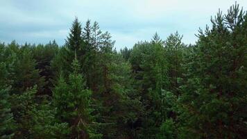 A narrow dirt road in the middle of the forest. Clip.A view from the height of the green trees and a narrow path after the rain between them. video