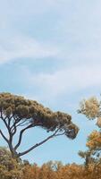 Beautiful view of treetops in autumn. Action. Various forms of trees with autumn leaves. Beautiful treetops on background of blue autumn sky video