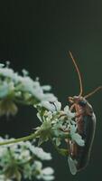 un escarabajo con un grande Bigote en un flor. macro fotografía. creativo. un pequeño escarabajo camina en un pequeño blanco flor. video