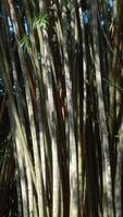 Green jungle trees against blue sky and shining sun. Action. Many narrow branches of a beautiful large tree. video