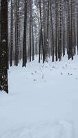 Pine forest in the snow. Media. Winter forest with snow covered trees and slowly falling snowflakes. video
