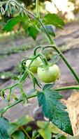 Slow motion vertical of Green tomatoes in open ground garden. First green fruits on tomato plant close-up. Professional growing tomatoes video