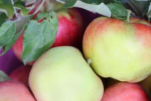 a bunch of apples sitting on a table photo