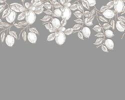 Lemon Hand Drawn Illustration Background vector
