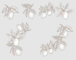 Lemon Hand Drawn Illustration Set vector