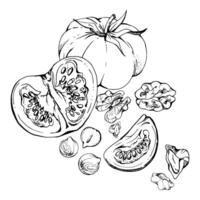 Tomato vegetable and nuts, diet and healthy lifestyle, salad vegan cooking. Hand drawn ink. Illustration composition isolated on white background. Design for recipe book, website, card, menu vector