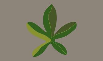 Biomorphism simple set palmatisect leaves vector