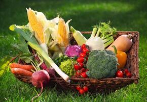 Fresh vegetables in the basket photo