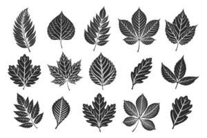 Set of autumn leaves silhouettes. Collection of forest tree leaves on white background. Illustration vector