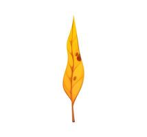 Cartoon yellow autumn leaf with brown spots vector
