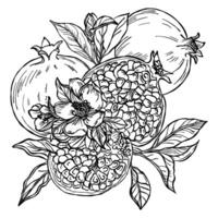 Pomegranate fruits. Garnet graphics with flowers and leaves standing out on a white background. Red sweet fruits. vector