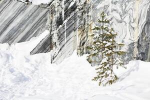 Winter landscape with snow and fir tree photo