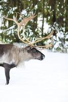 reindeer in its natural environment in scandinavia photo