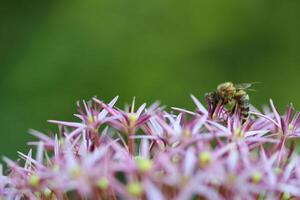 a bee on a flower with a blurry background photo