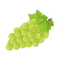 Illustration of green grape vector