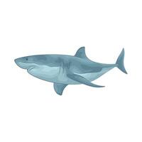 Illustration of shark vector