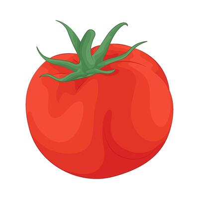 Illustration of tomato