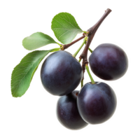 Plum branch with ripe fruits transparent background png