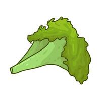 Illustration of lettuce vector