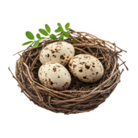 Nest with fresh quail eggs transparent background png