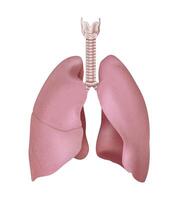 Realistic human lung anatomy structure. Right and left lung with trachea and larynx. Healthy respiratory system organ. Medicine concept. 3d illustration isolated vector