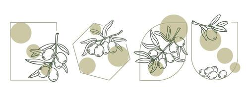 Olive branch labels set graphics vector