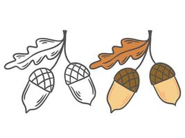 Acorn set black outline doodle illustration and color version vector
