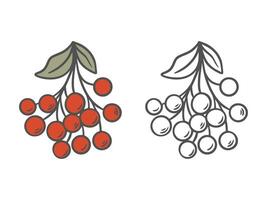 Rowan set black outline doodle illustration and color version vector