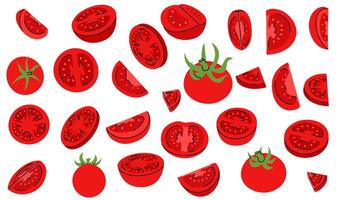 Hand drawn representation of red tomato, whole, halved, cut, and thin slices different angles vector