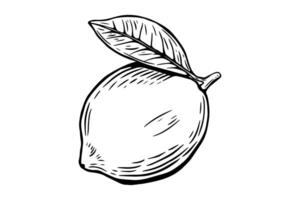 Sketch lemon, engraving and black and white line. Fruit isolated on white background vector