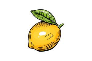 Sketch lemon, engraving and black and white line. Fruit isolated on white background color vector