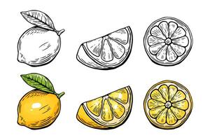 Lemon sketching kit, etching and black and white line. Color. Fruit isolated on white background vector