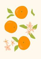 Simplified orange fruit in a stylish flat design. Ideal for a sleek modern look. vector