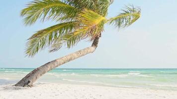 Static view single palm tree with sandy Beach and blue sky seascape. Ocean horizon island. Scene cloudscape wave sea splashing sandy sunny. Relaxing tropical Landscape and summer beach sea space area video