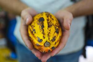 Cocoa pod in mans hand photo