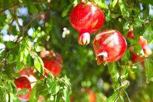 Branches of pomegranate tree full of ripe fruits in a sunny day photo