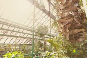 Alley with beautiful trees and plants in garden greenhouse photo