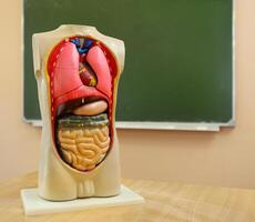 Close up of anatomical model of a human body photo